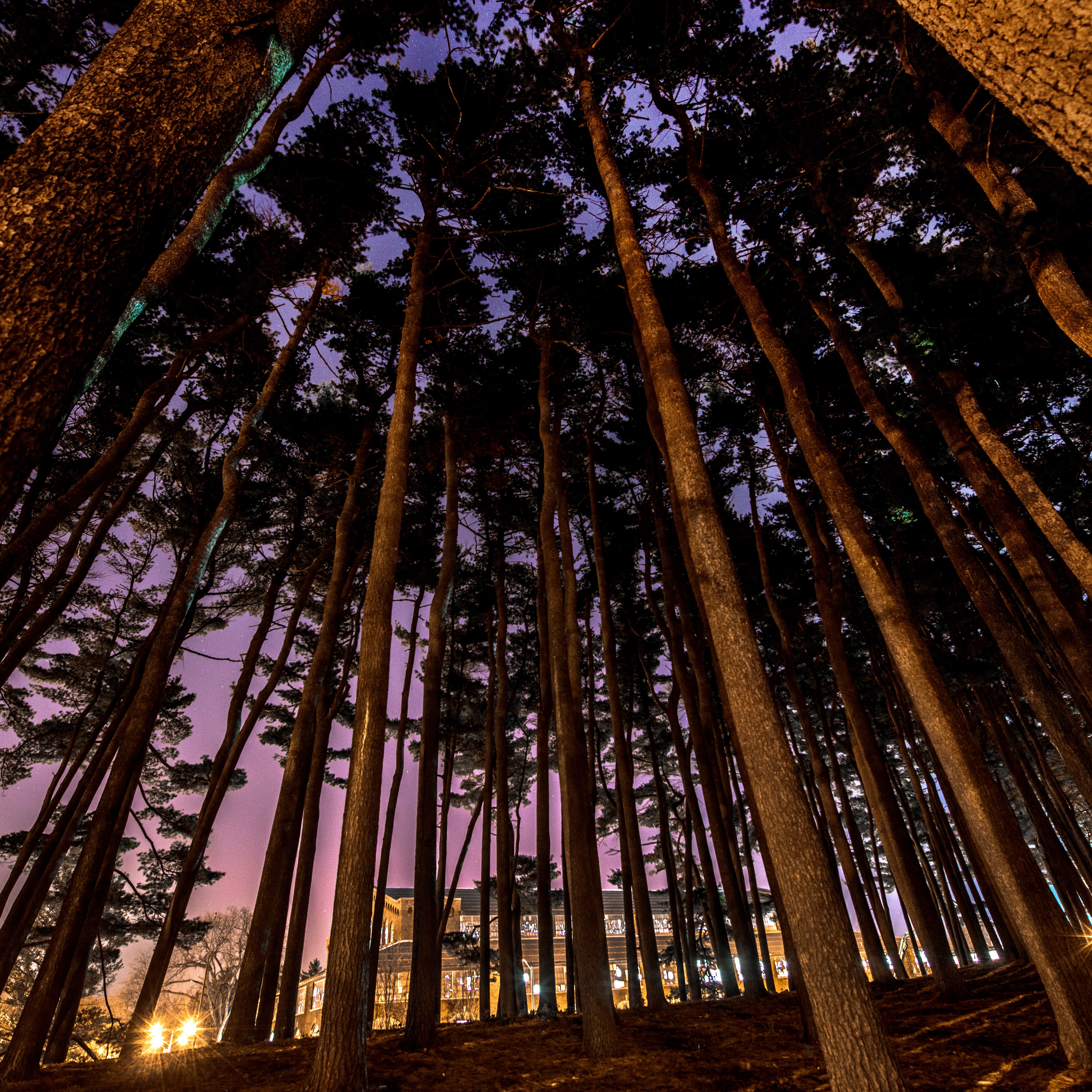 Photo of pines in evening in front of Spartan Stadium